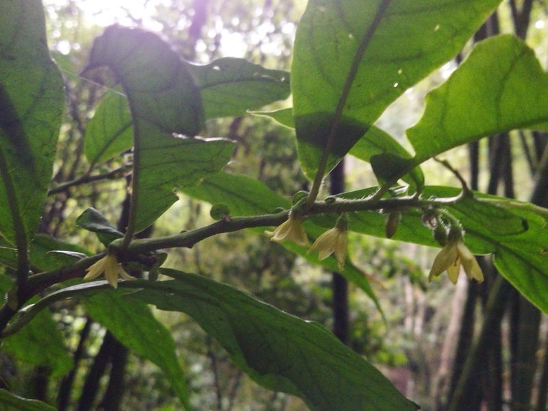 Cuatresia riparia, photographed by Thalia M. Mite
