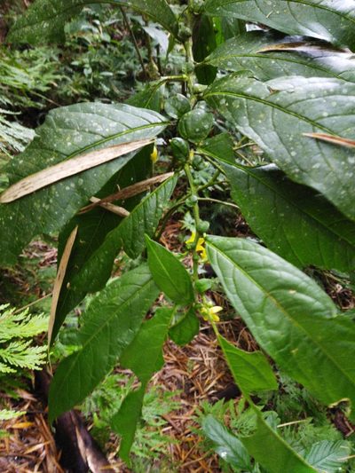 Cuatresia riparia, photographed by Thalia M. Mite