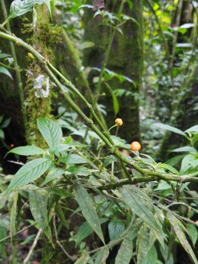 Besleria solanoides, photographed by Thalia M. Mite