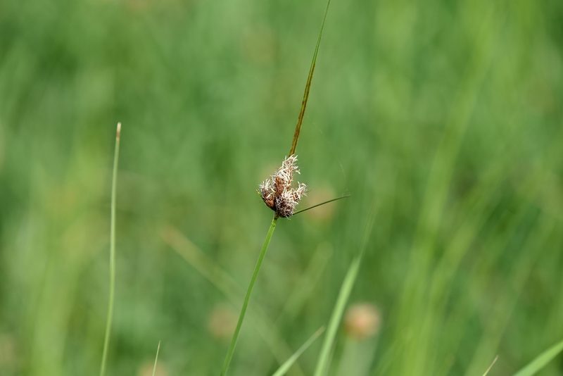 Bolboschoenus planiculmis, photographed by Zinogre