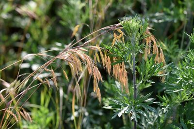 Bromus japonicus, photographed by Zinogre