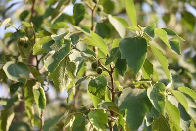 Broussonetia papyrifera, photographed by Zinogre