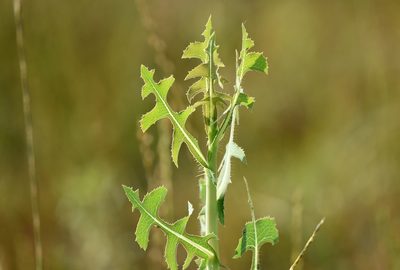 Lactuca serriola, photographed by Zinogre