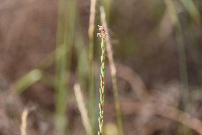 Oenothera curtiflora, photographed by Zinogre