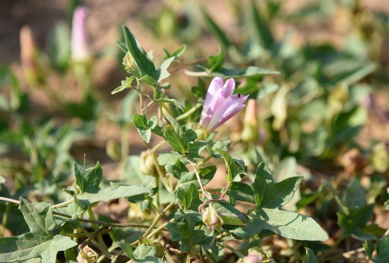 Calystegia hederacea, photographed by Zinogre