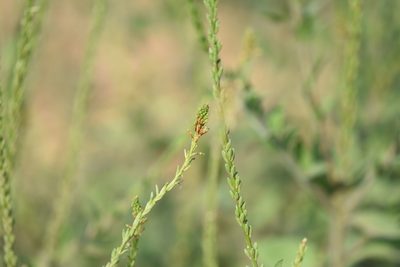 Oenothera curtiflora, photographed by Zinogre