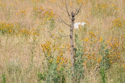 Coreopsis tinctoria, photographed by Zinogre