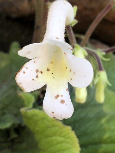 Streptocarpus vandeleurii, photographed by Tam