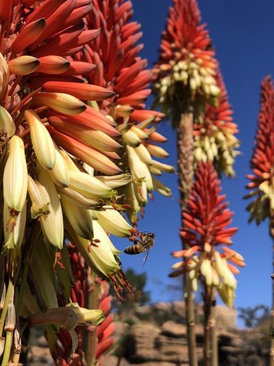 Aloe mutabilis, photographed by Tam