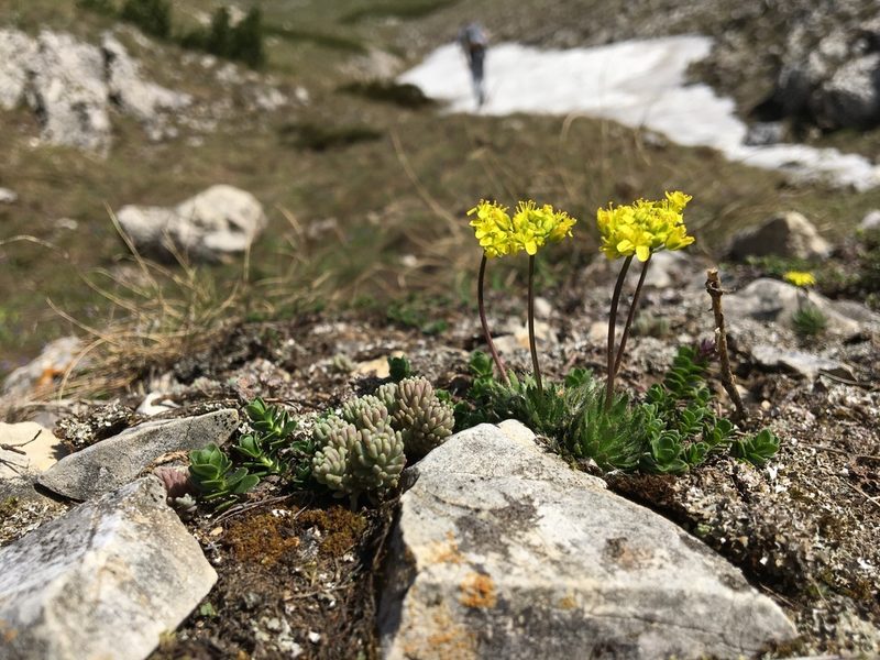Draba lasiocarpa, photographed by Mirko Ubović