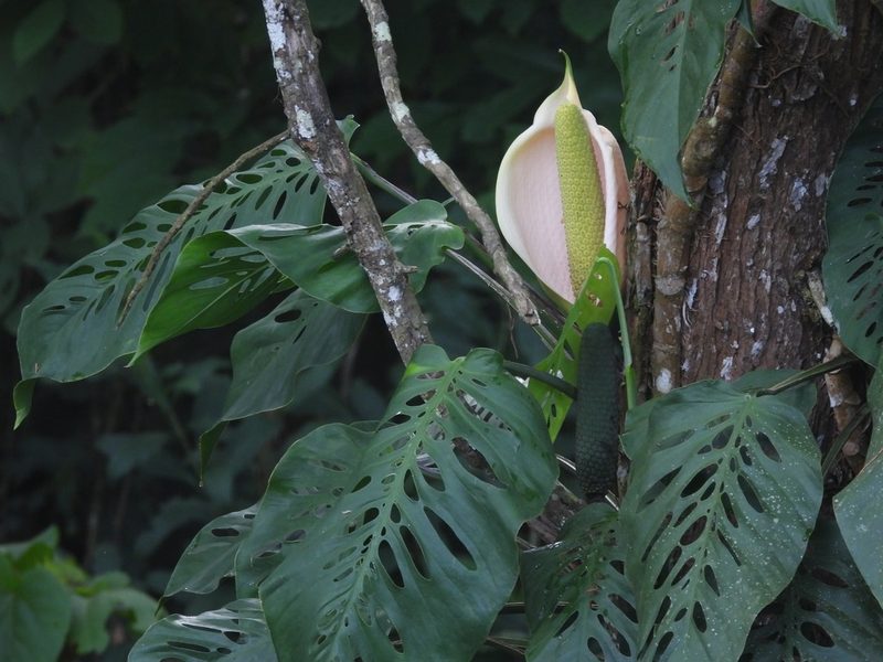 Monstera siltepecana, photographed by Grete Pasch