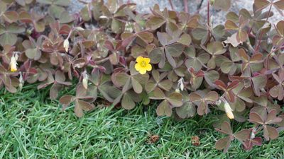 Oxalis corniculata, photographed by goldfjnch
