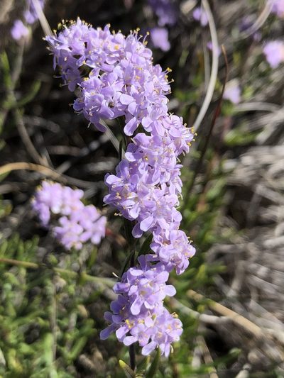 Selago capitellata, photographed by Tam