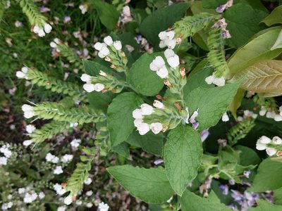 Symphytum orientale, photographed by David Sankey