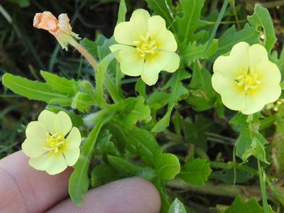 Oenothera laciniata, photographed by Sam Kieschnick