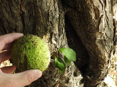 Maclura pomifera, photographed by Sam Kieschnick