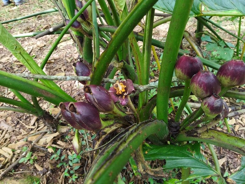 Xanthosoma sagittifolium, photographed by Thalia M. Mite