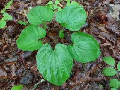 Dioscorea villosa, photographed by Harold Smith