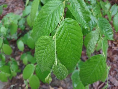 Ostrya virginiana, photographed by Harold Smith