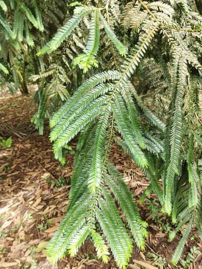 Retrophyllum rospigliosii, photographed by Thalia M. Mite