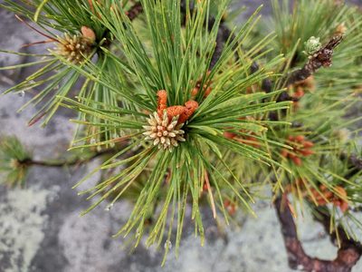 Pinus pungens, photographed by Harold Smith