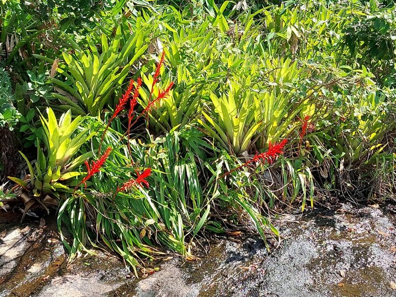 Pitcairnia flammea, photographed by Patrícia Hanate
