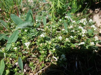 Galium saxatile, photographed by ahabo