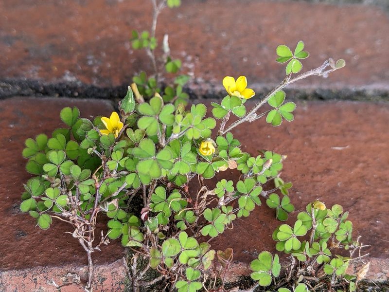 Oxalis exilis, photographed by Piermario Maculan