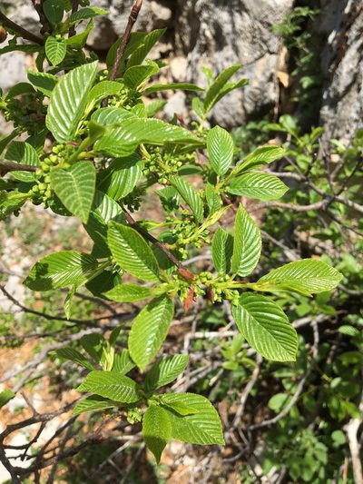 Rhamnus fallax, photographed by Mirko Ubović