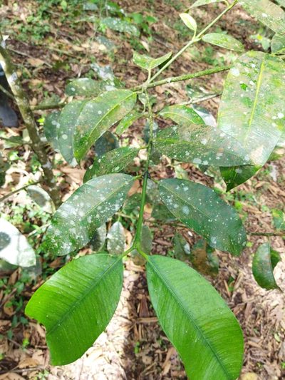Garcinia madruno, photographed by Thalia M. Mite