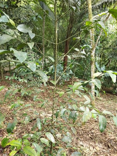 Garcinia madruno, photographed by Thalia M. Mite