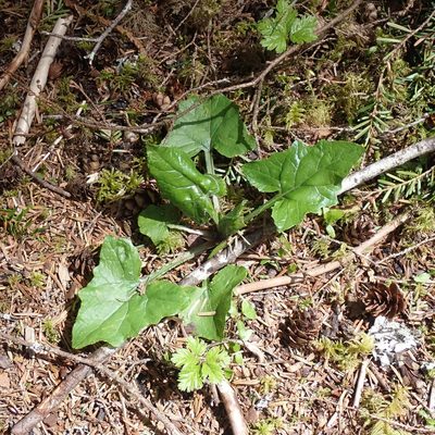 Adenocaulon bicolor, photographed by giantcicada