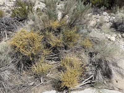 Ephedra nevadensis, photographed by Henrik Kibak