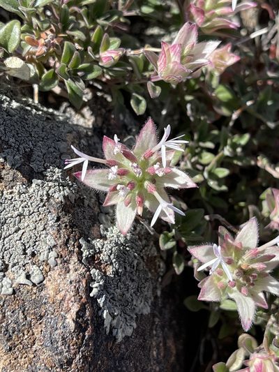 Monardella nana, photographed by Dee Shea Himes