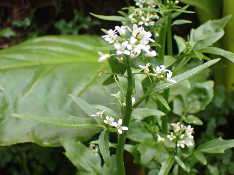 Cardamine breweri, photographed by giantcicada