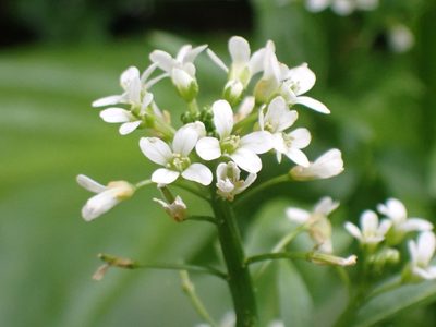 Cardamine breweri, photographed by giantcicada