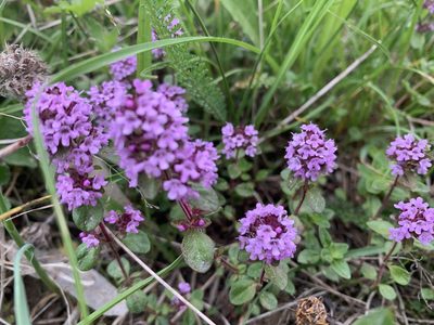 Thymus pulegioides, photographed by Todd Patterson