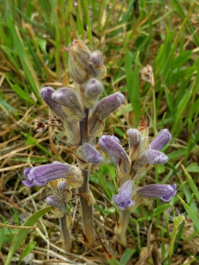 Orobanche purpurea, photographed by Michel Langeveld