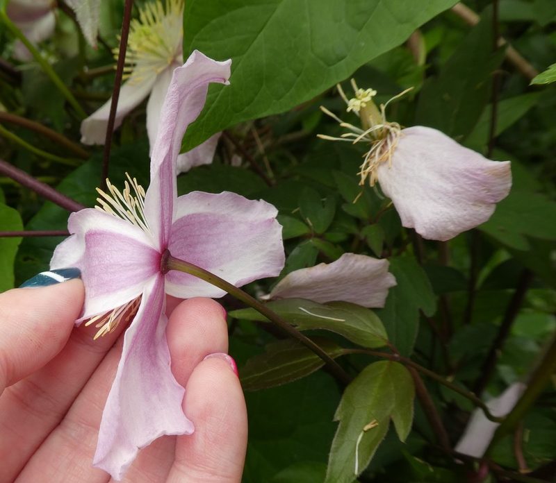 Clematis montana, photographed by kitbeard