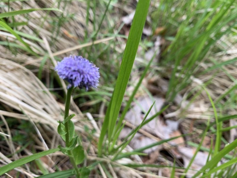Globularia bisnagarica, photographed by Todd Patterson