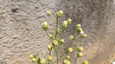Erigeron bonariensis, photographed by Elizabete Marchante