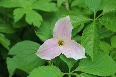 Trillium grandiflorum, photographed by Brittany