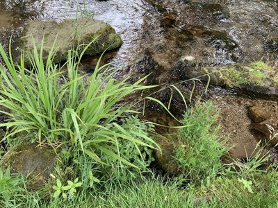 Carex pendula, photographed by Katrin Simon