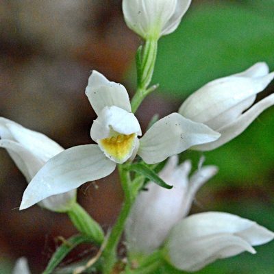 Cephalanthera damasonium, photographed by Petr Harant