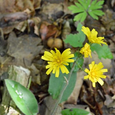 Hieracium murorum, photographed by Petr Harant