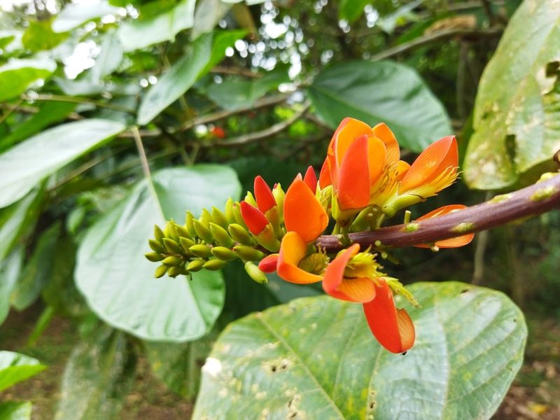 Erythrina edulis, photographed by Thalia M. Mite