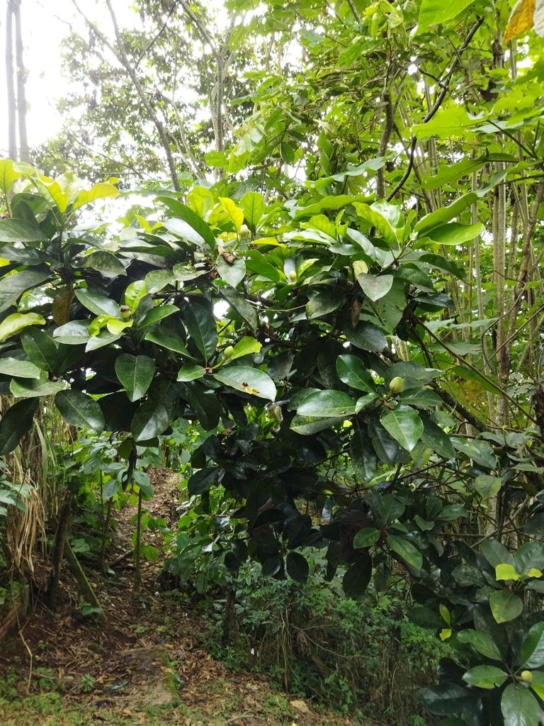 Magnolia gilbertoi, photographed by Thalia M. Mite