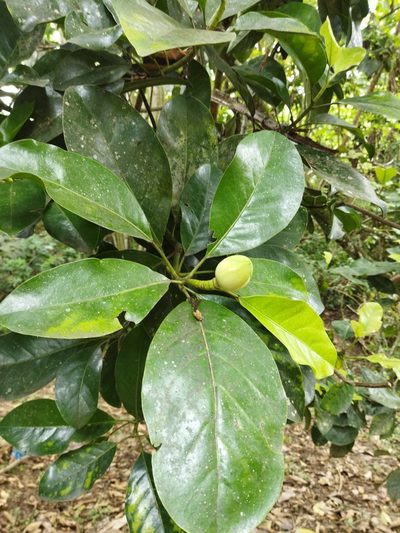 Magnolia gilbertoi, photographed by Thalia M. Mite
