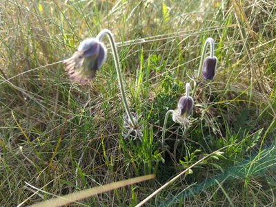 Pulsatilla pratensis, photographed by Lasse Lindgård