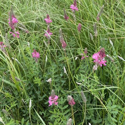Onobrychis viciifolia, photographed by Rich Cassidy